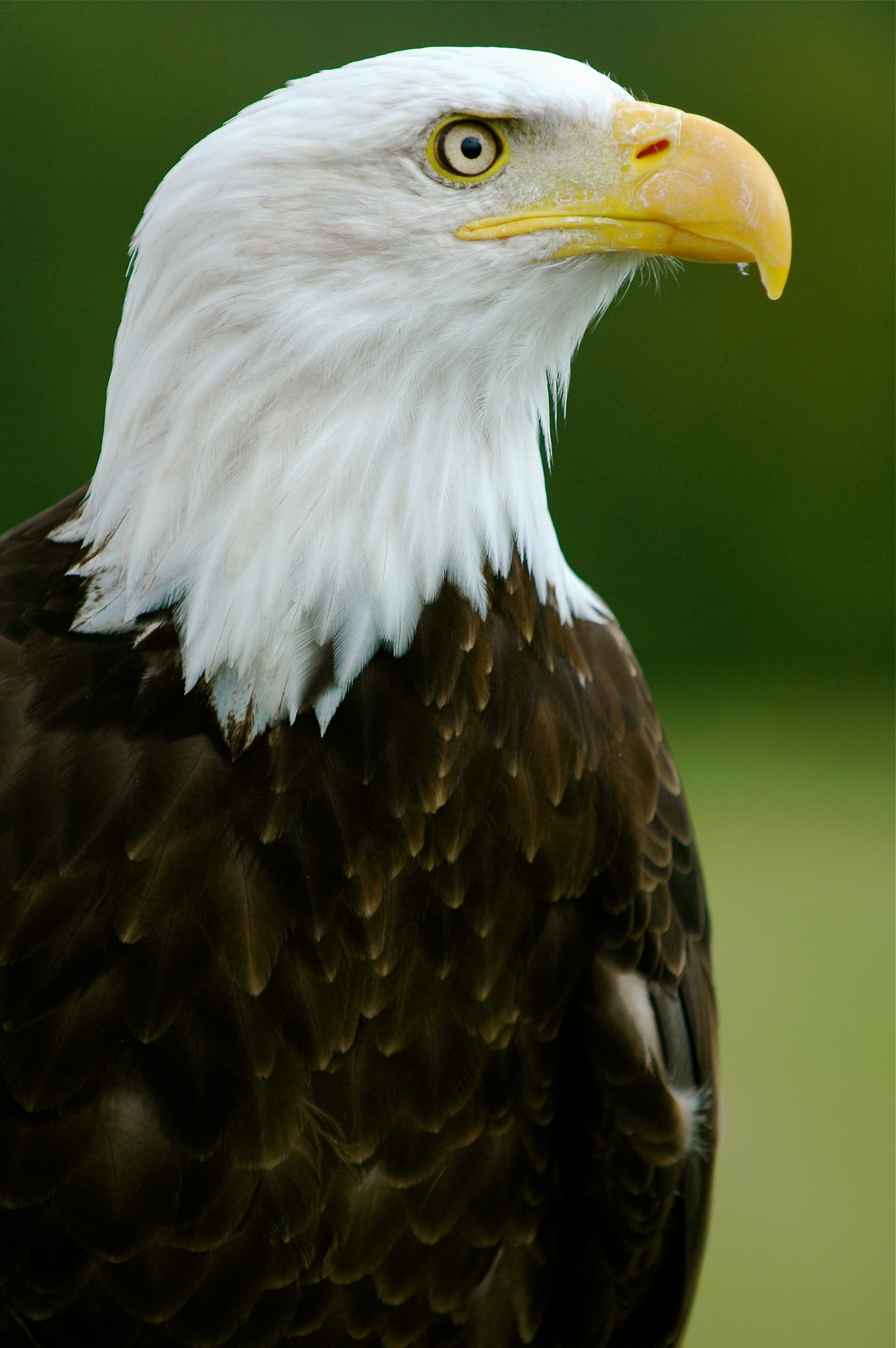 Bald eagle on a rocky perch